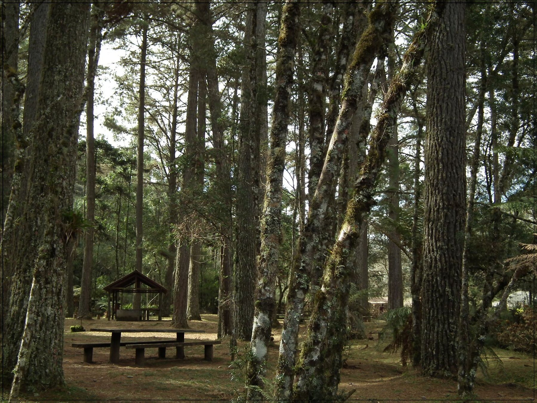 Parque Estadual Campo do Jordão